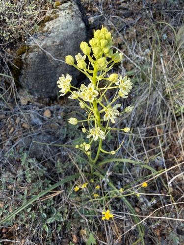 Toxicoscordion micranthum, photograph 3