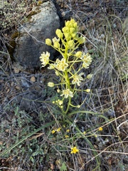 Toxicoscordion micranthum, photograph (c) Dee Shea Himes, some rights reserved (CC BY)