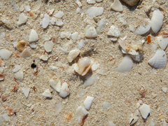 Columbella mercatoria