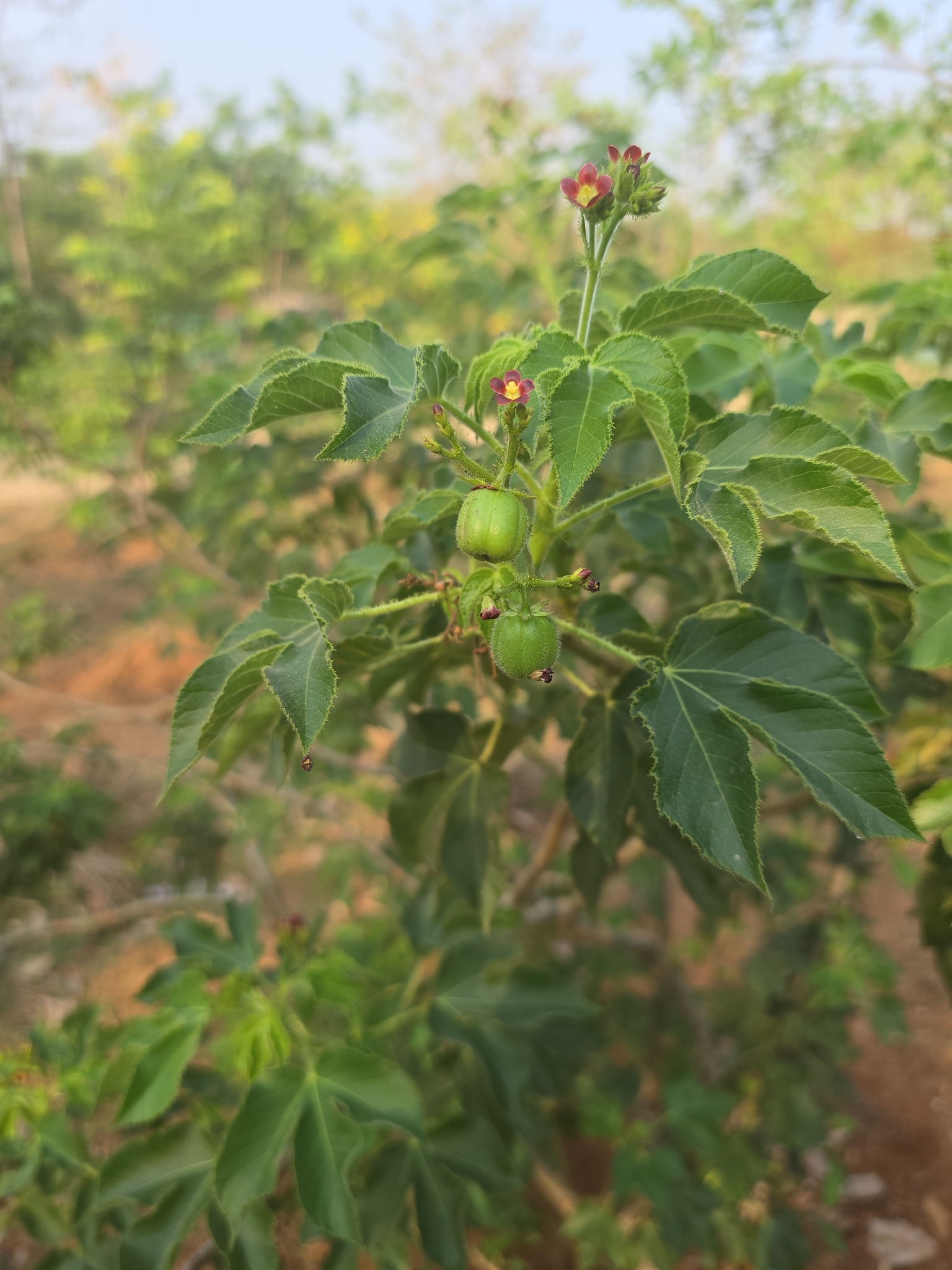 Bellyache Bush (Jatropha gossypiifolia)