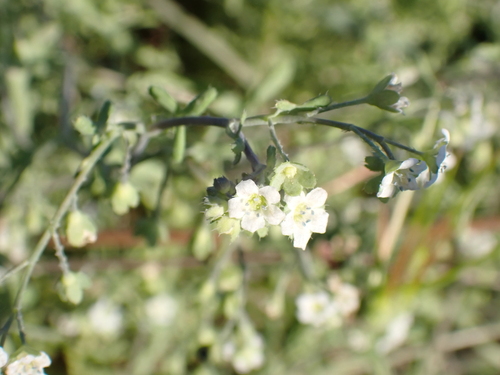 white fiesta flower (Pholistoma membranaceum)