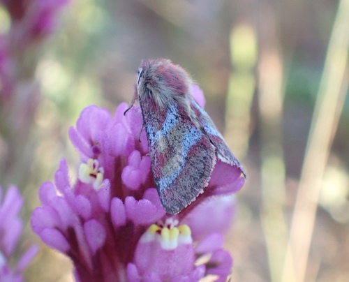 Schinia pulchripennis photo 4