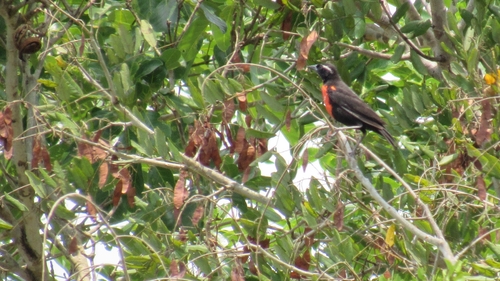 White-browed Meadowlark