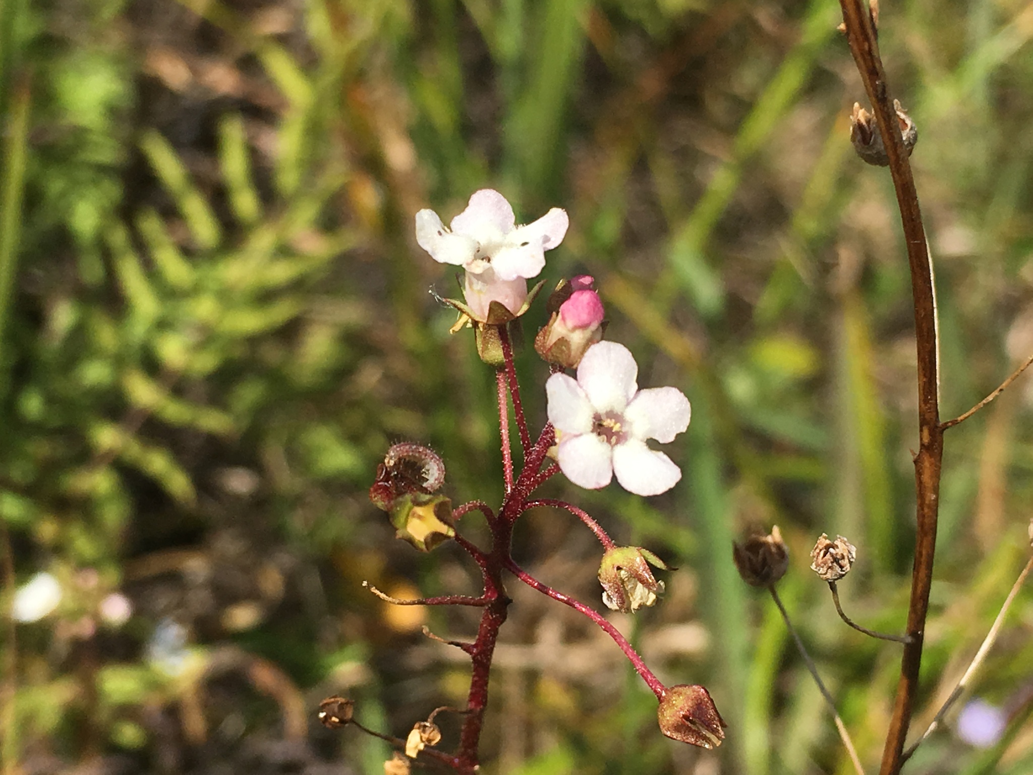 Mojave Water Pimpernel (Samolus ebracteatus)