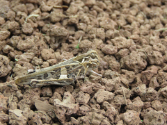 Oedaleus decorus
