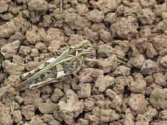Oedaleus decorus