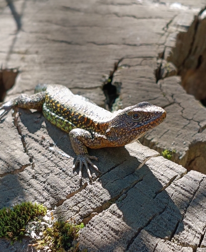 Common Painted Smooth-throated Lizard