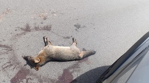 Crab-eating Fox