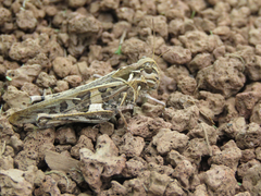 Oedaleus decorus