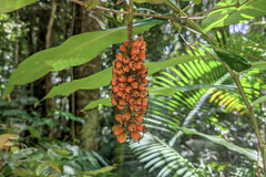 Pleuranthodium racemigerum