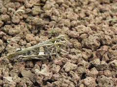 Oedaleus decorus