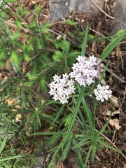 Asclepias angustifolia