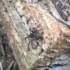 Araneae