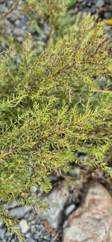 Coriaria angustissima observed 2026-03-28