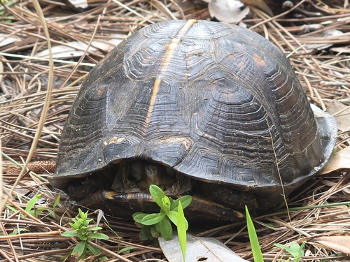 Terrapene carolina major