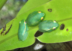 Hyperolius microps