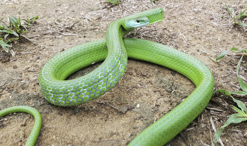 Common Green Racer