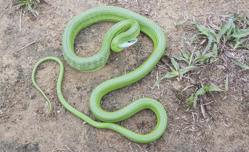Common Green Racer