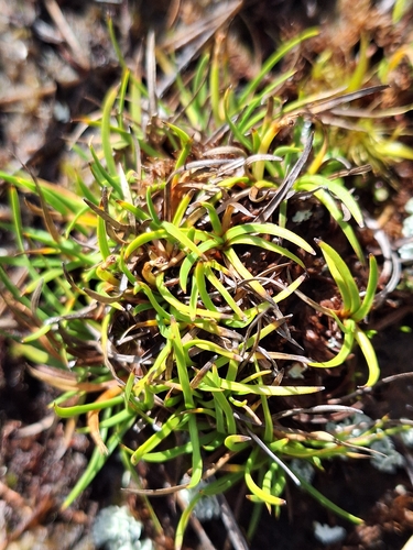 Oreobolus strictus observed 2026-04-04