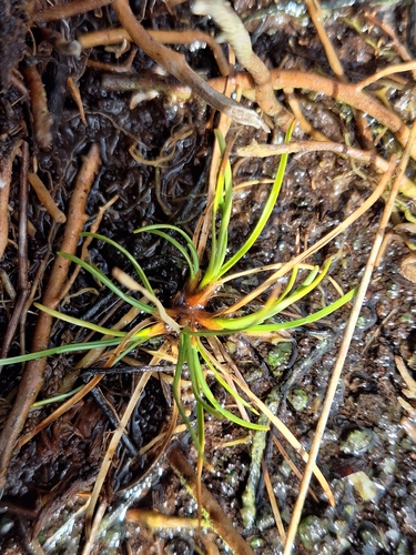 Oreobolus strictus observed 2026-04-04
