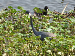 Egretta tricolor image