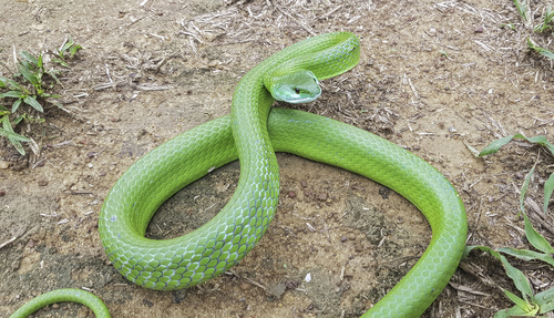 Common Green Racer