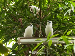 Leucopsar rothschildi