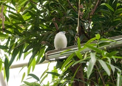 Leucopsar rothschildi