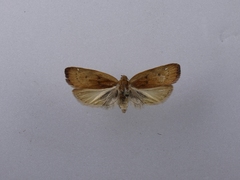Phaeosaces coarctatella