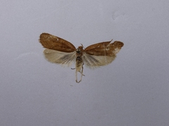 Phaeosaces coarctatella