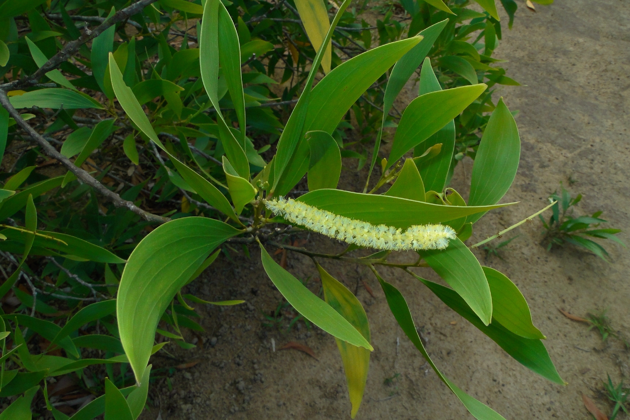 Acacia mangium