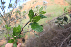 Ceanothus arboreus