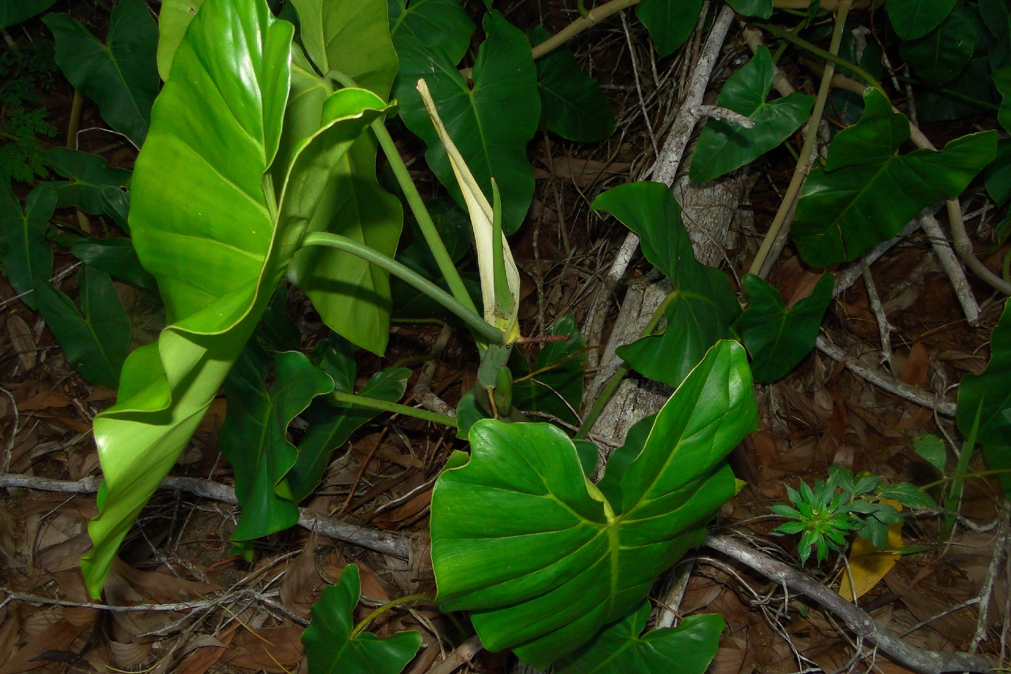 Philodendron quinquenervium