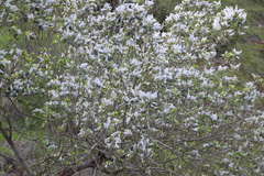 Ceanothus arboreus