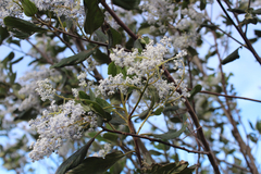 Ceanothus arboreus