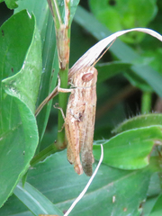 Comacris semicarinatus