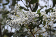 Ceanothus arboreus
