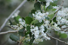 Ceanothus arboreus