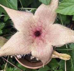 Stapelia gigantea