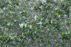 Ceanothus arboreus