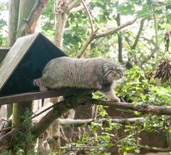 Otocolobus manul