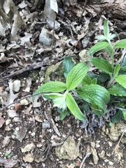 Lithospermum helleri