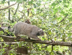 Otocolobus manul