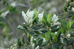 Ceanothus arboreus