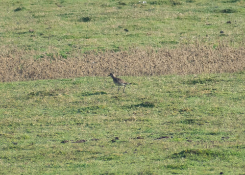 iNaturalist: (c) Miguel Ángel Mota Ayala, some rights reserved (CC BY-NC), uploaded by Miguel Ángel Mota Ayala iNaturalist image