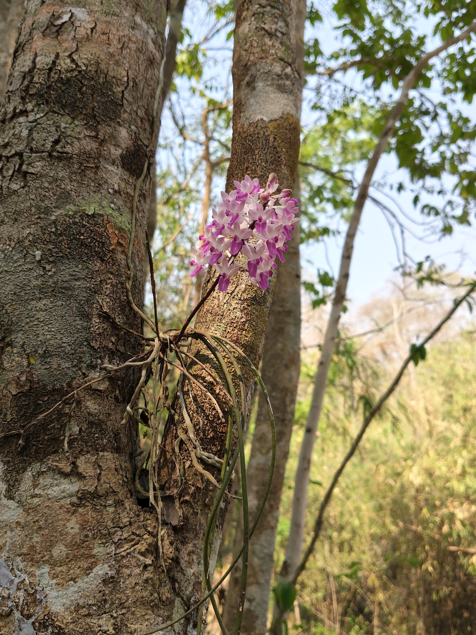 Imagem de Orquídea-rabo-de-raposa