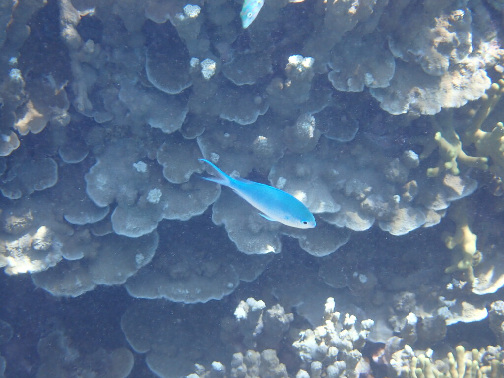 Blue-green damselfish