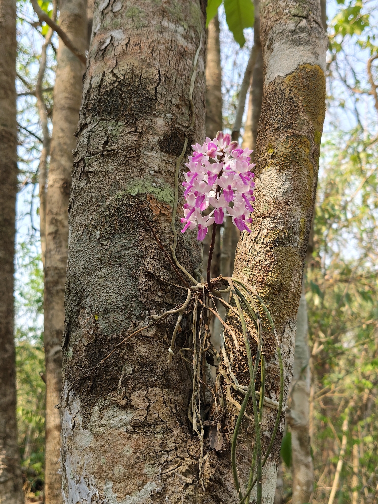 Imagem de Orquídea-rabo-de-raposa