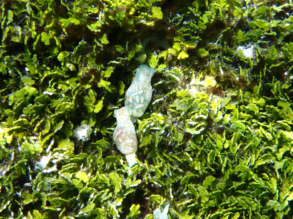 Springbok Paper Bubble Snail