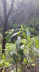 Brachyglottis kirkii